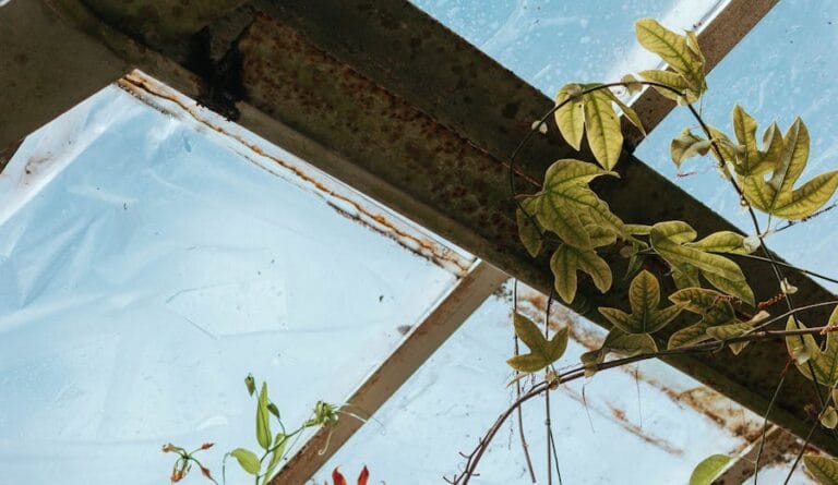 carbon market, carbon insight, carbon offset project , Branches under Windows by pexel