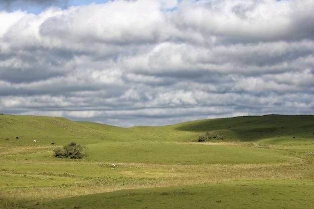 A vast natural grassland with a clear sky view, showing the beauty and potential of this ecosystem. by freepik