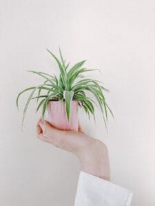 Crop unrecognizable female holding pot with green plant near concrete wall in flat on white background