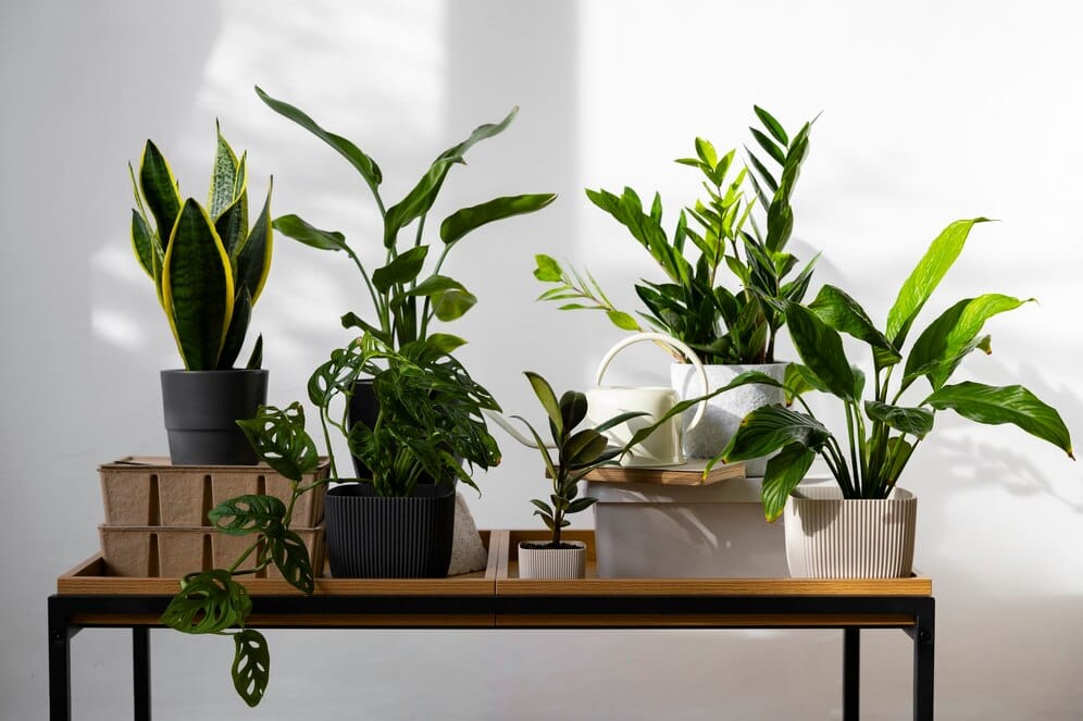 ornamental plants in desk