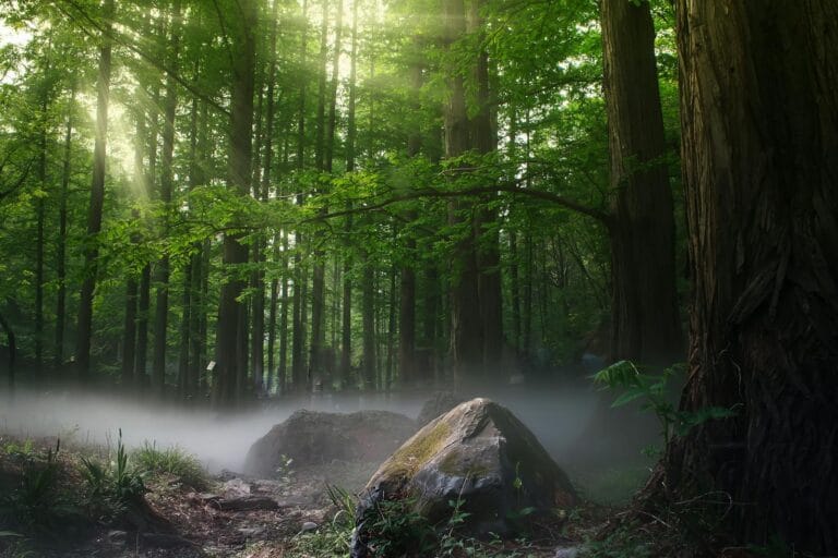 Sun rays filtering through a foggy forest in Dongcheng Qu, Beijing, creating a magical scene.