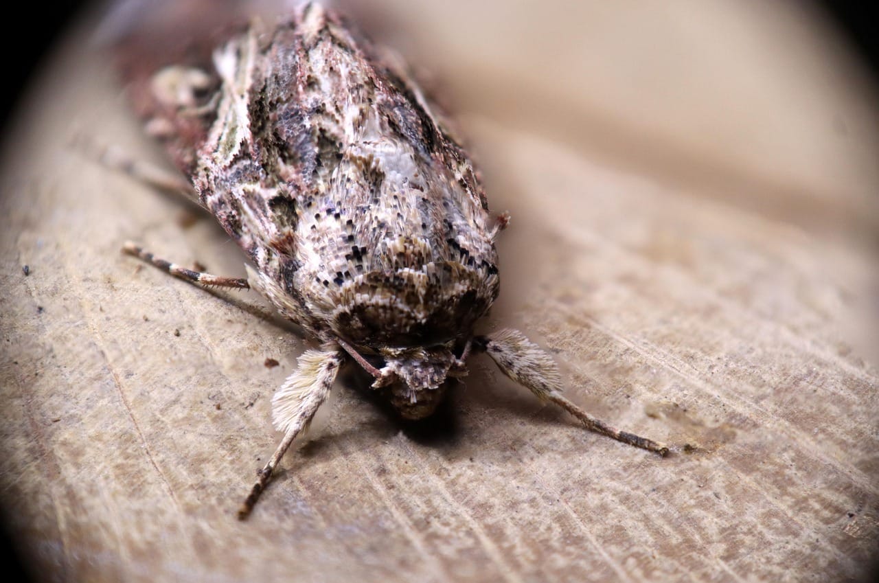 insicet died on floor by Francisco Corado Rivera dari Pixabay