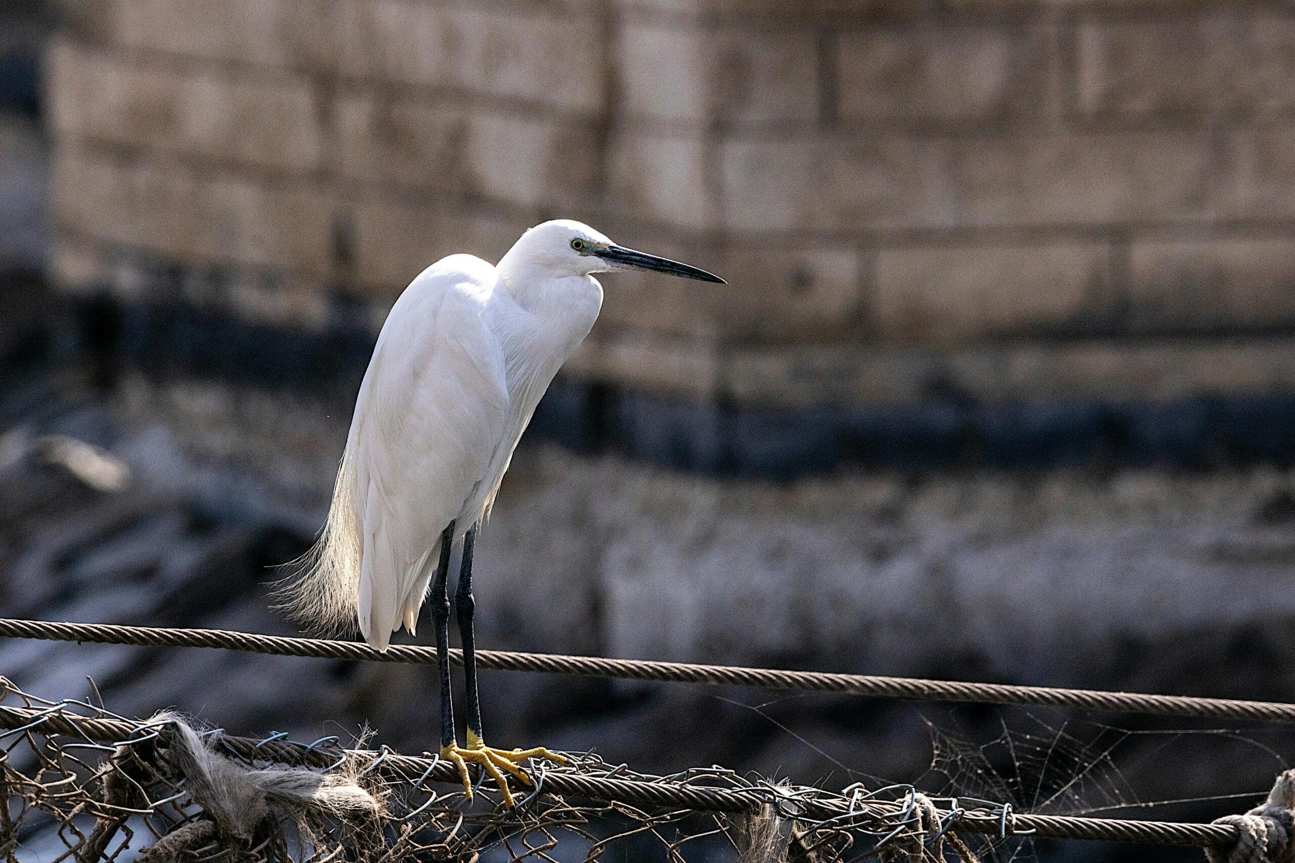bird standing on a wire