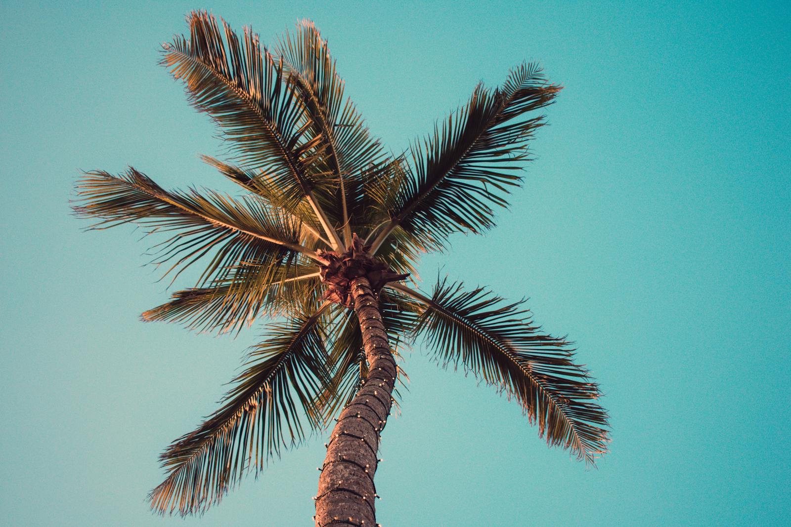 Striking view of a palm tree against a clear blue sky, evoking a tropical paradise.