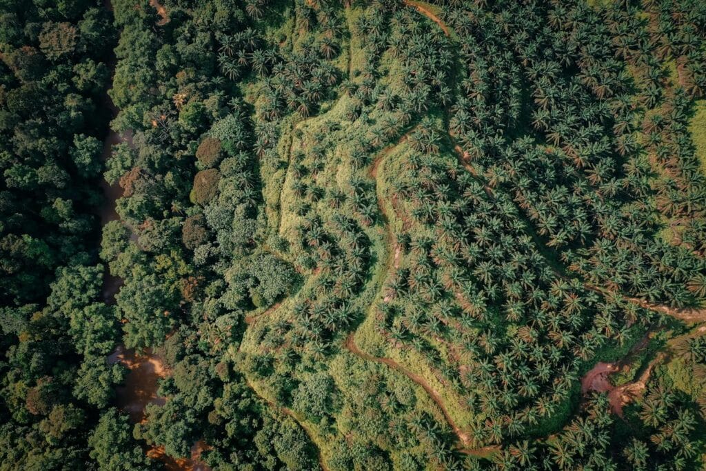 A captivating aerial view of lush palm trees and dense forest merging into the countryside.