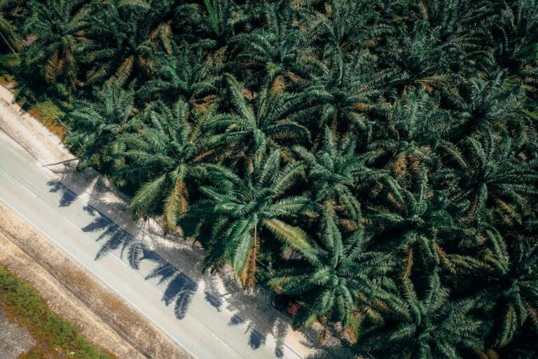 Aerial view capturing a lush palm tree plantation adjacent to a country road.