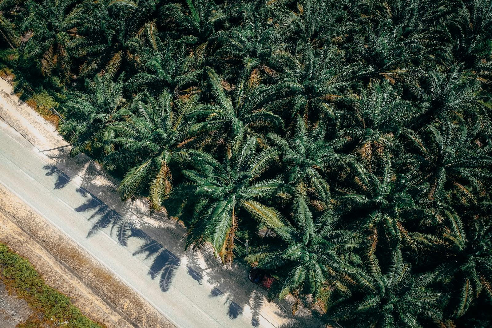 Aerial view capturing a lush palm tree plantation adjacent to a country road.