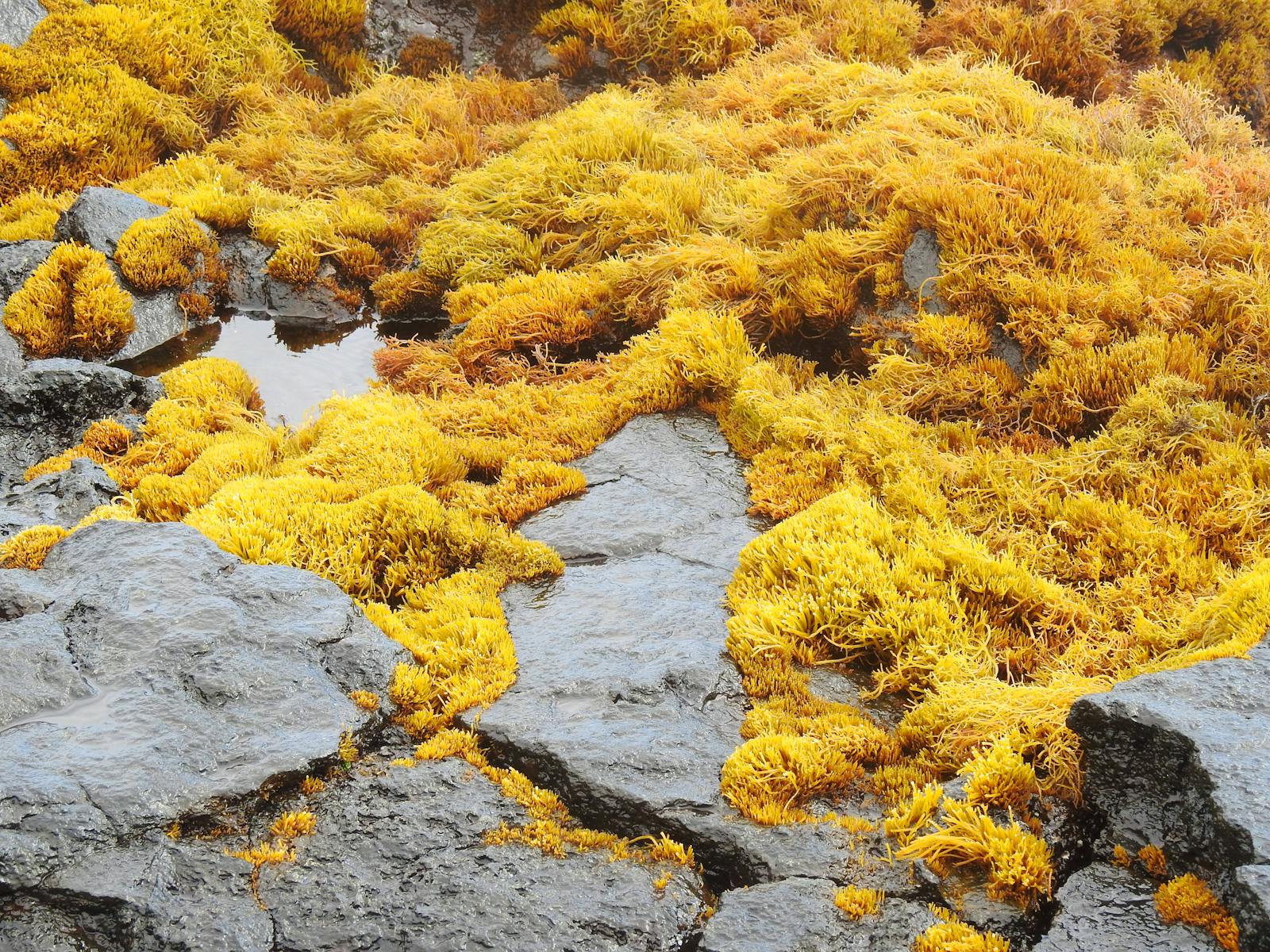 From above wet rocky seashore covered with yellow thick algae during daytime