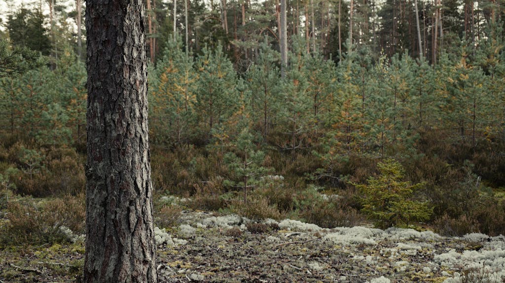 Tranquil forest scene featuring evergreen pine trees and mossy ground. Forest, global warning.