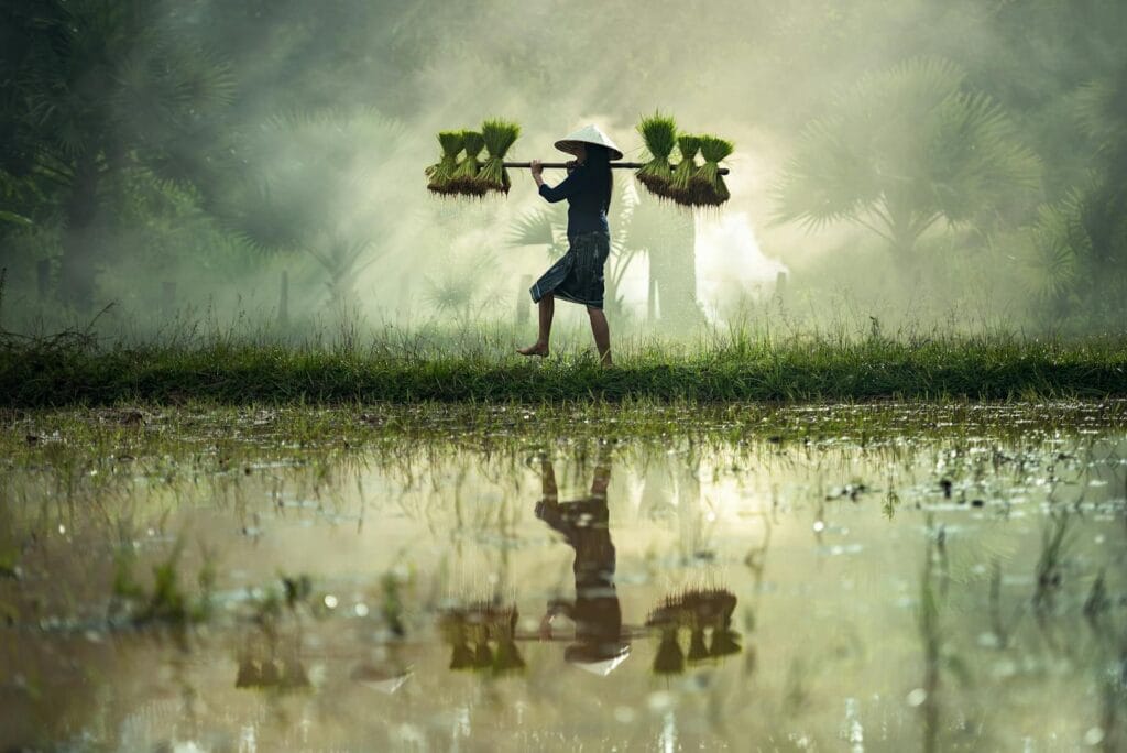Farmer carrying rice seedlings across misty farmland early in the morning. Sustainable Agriculture.
