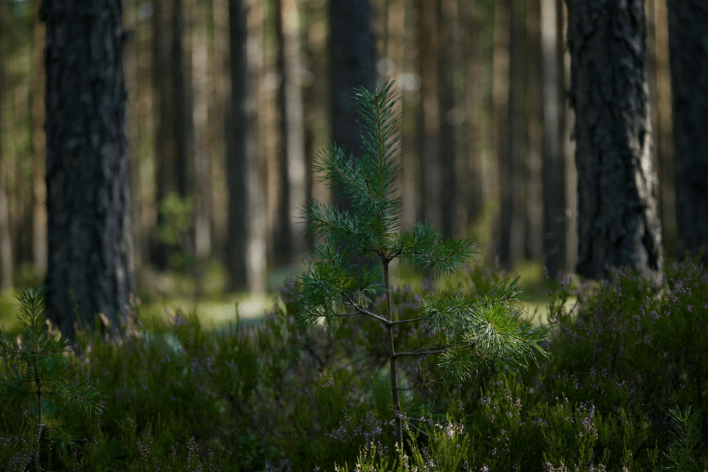 Free stock photo of boreal forest, conifer, evergreen tree. carbon credit.