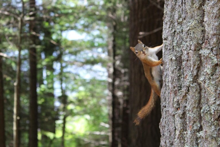 A curious squirrel clings to a tree trunk in a lush, sunlit forest. High Conservation Value (HCV)