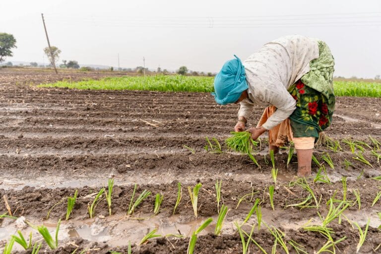 South Asian farmer working in irrigated field planting rice seedlings in Nagpur, India. mitigasi perubahan iklim. climate change mitigation.
