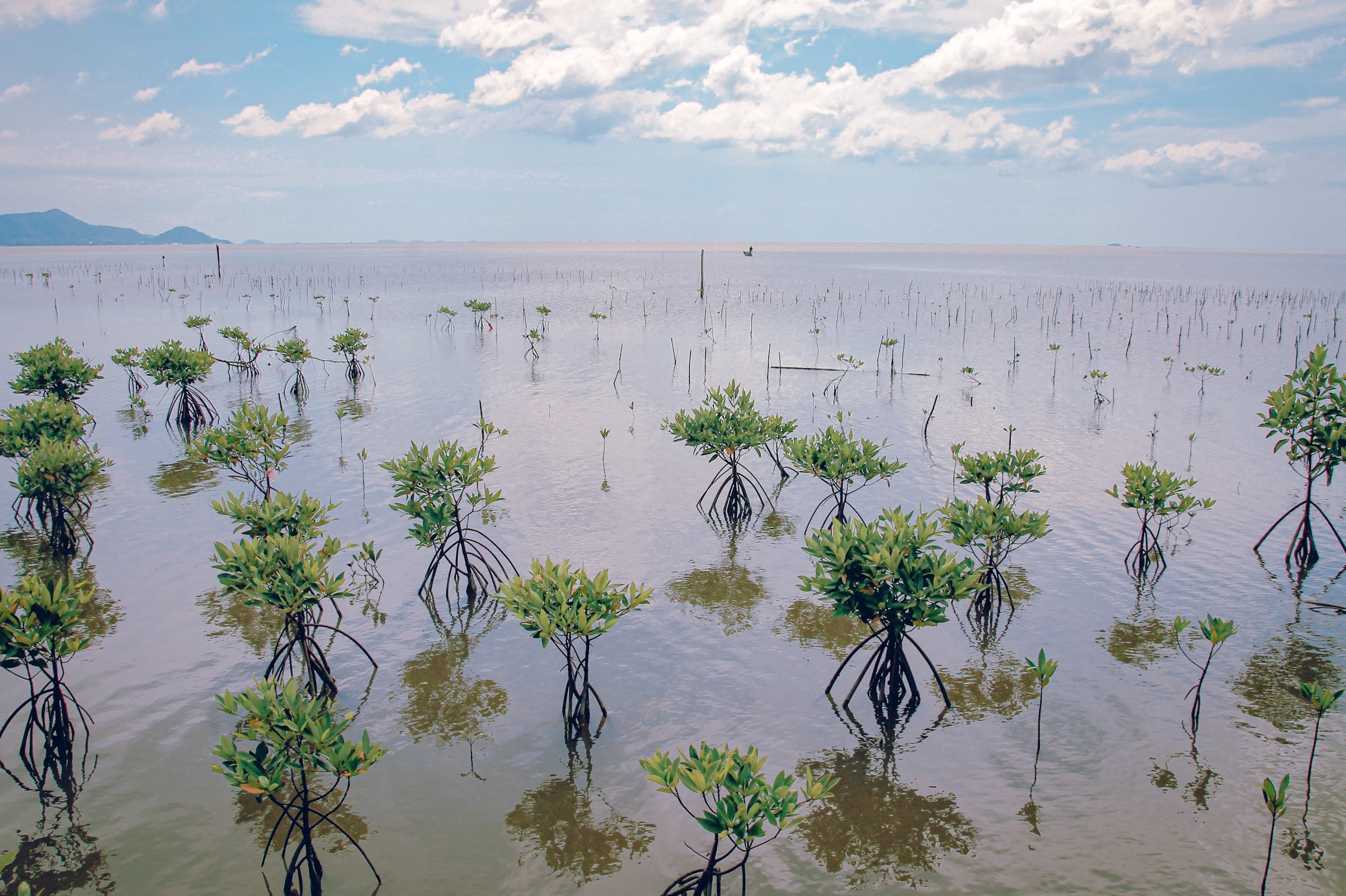 mangrove
