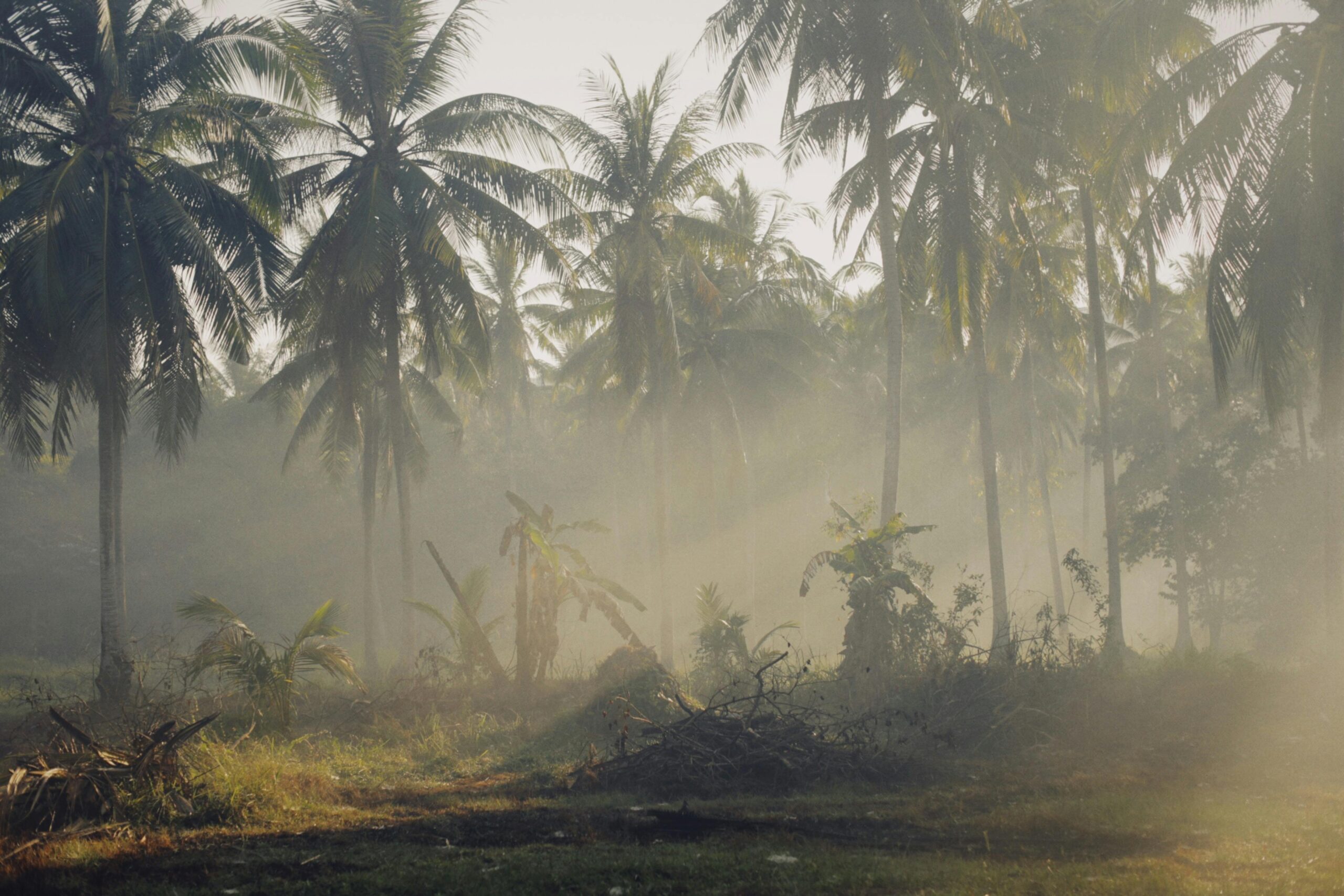 Integrating AFOLU into Sustainability Reports: Essential Parameters and Key Considerations